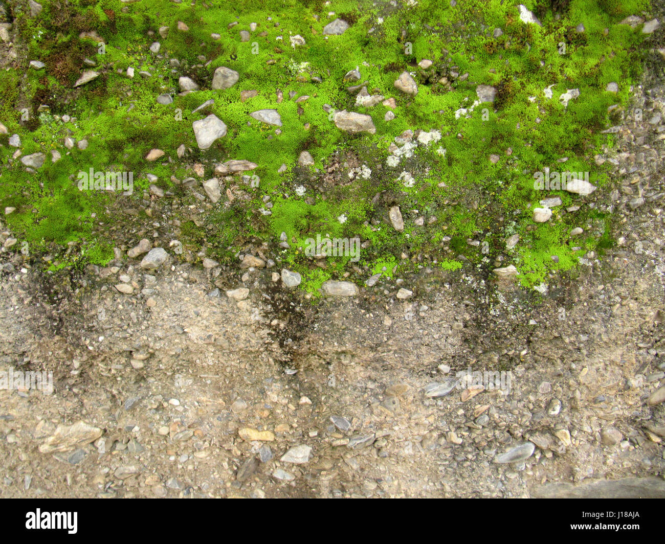 Green moss on wall texture hi-res stock photography and images - Alamy