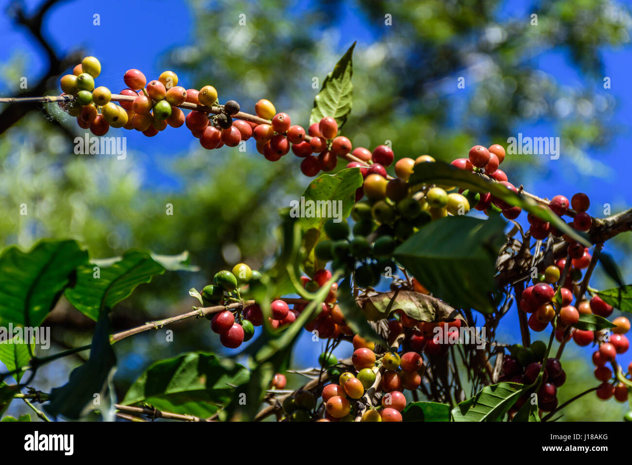 Ripening coffee beans on bush, Antigua, Guatemala, Central America