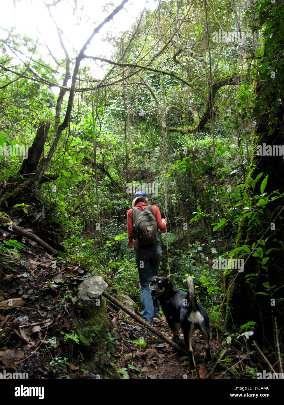 rear view of woman and dog hiking in rainforest Ecuador Stock Photo