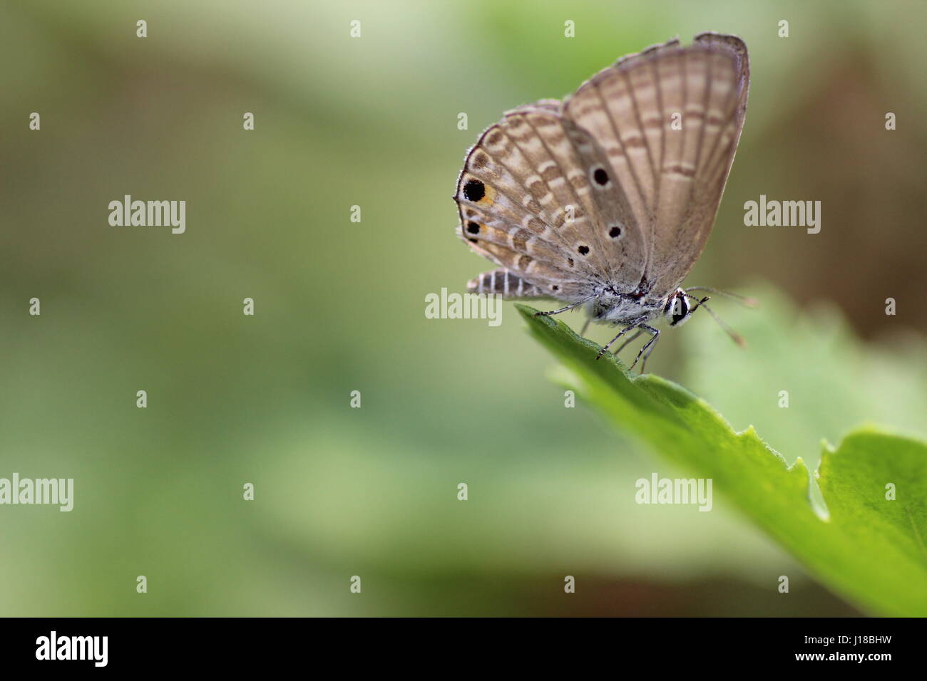 Ceraunus Blue Stock Photo