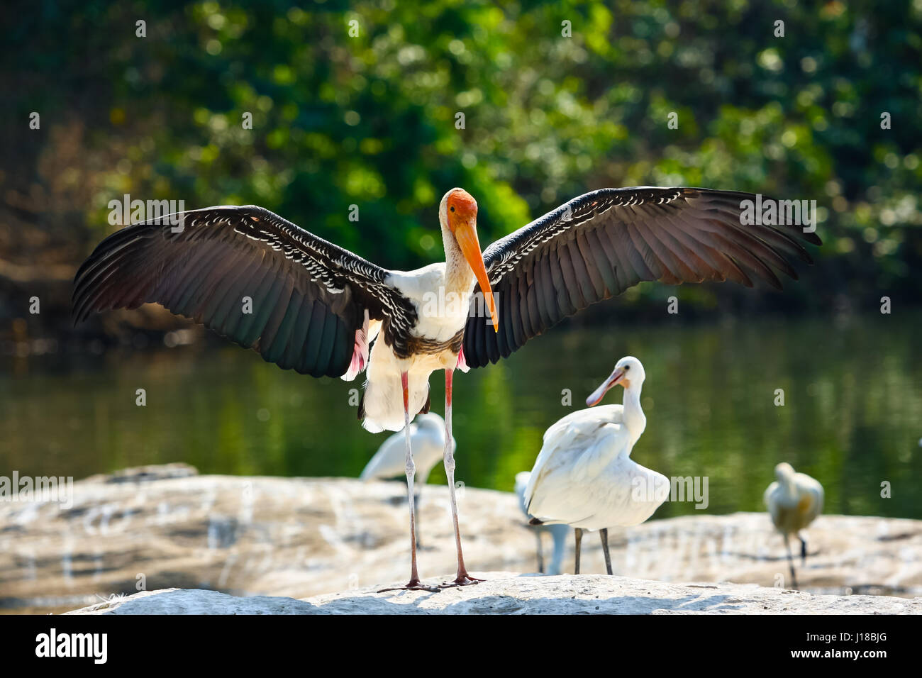 A painted stork drying its wings in the sun. Stock Photo