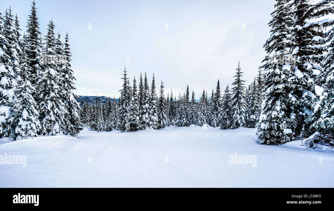 Majestic winter landscape with snow covered trees Stock Photo - Alamy