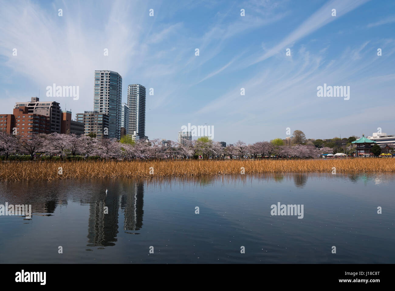 Cherry Blossom, Ueno Park, Taito-ku, Tokyo, Japan Stock Photo
