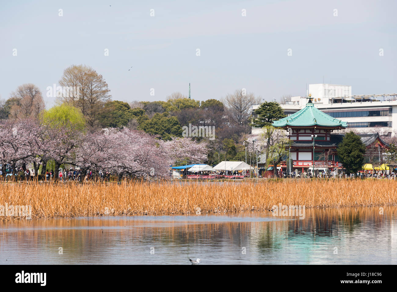 Cherry Blossom, Ueno Park, Taito-ku, Tokyo, Japan Stock Photo
