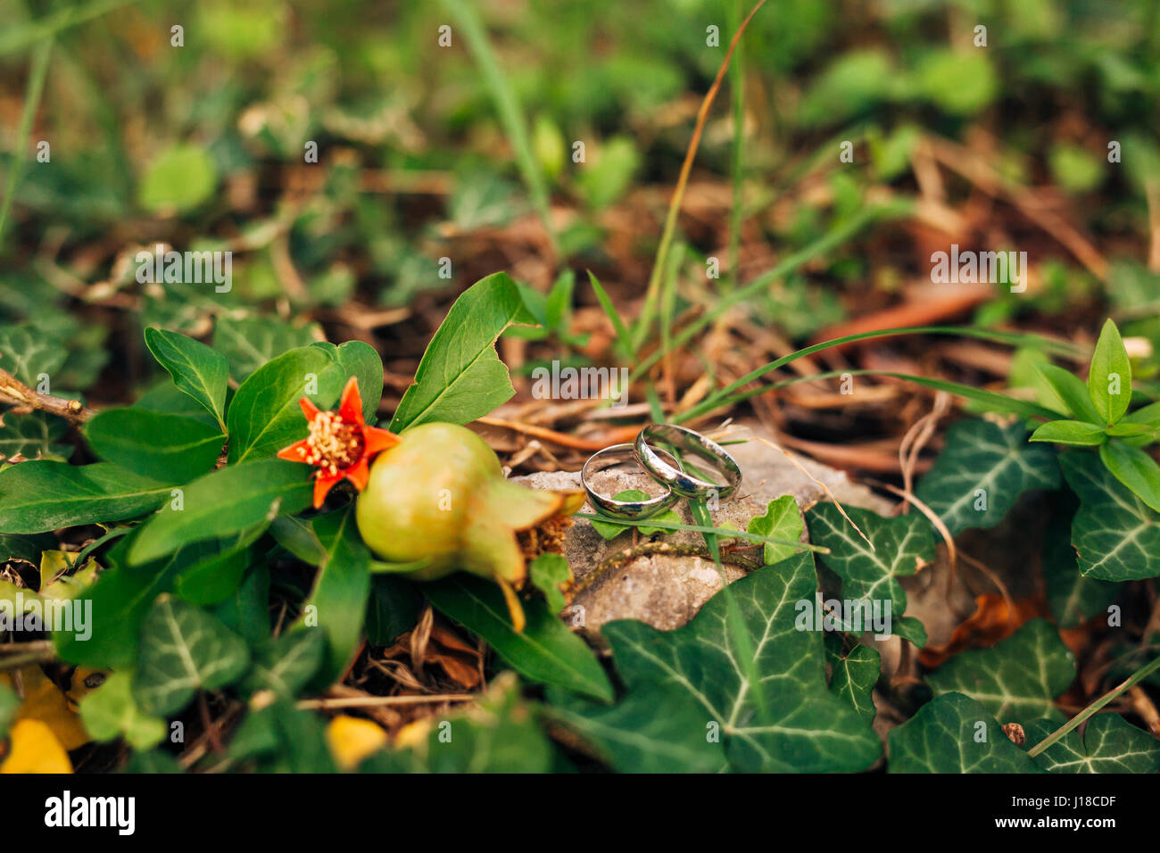 Wedding rings on ivy Stock Photo - Alamy