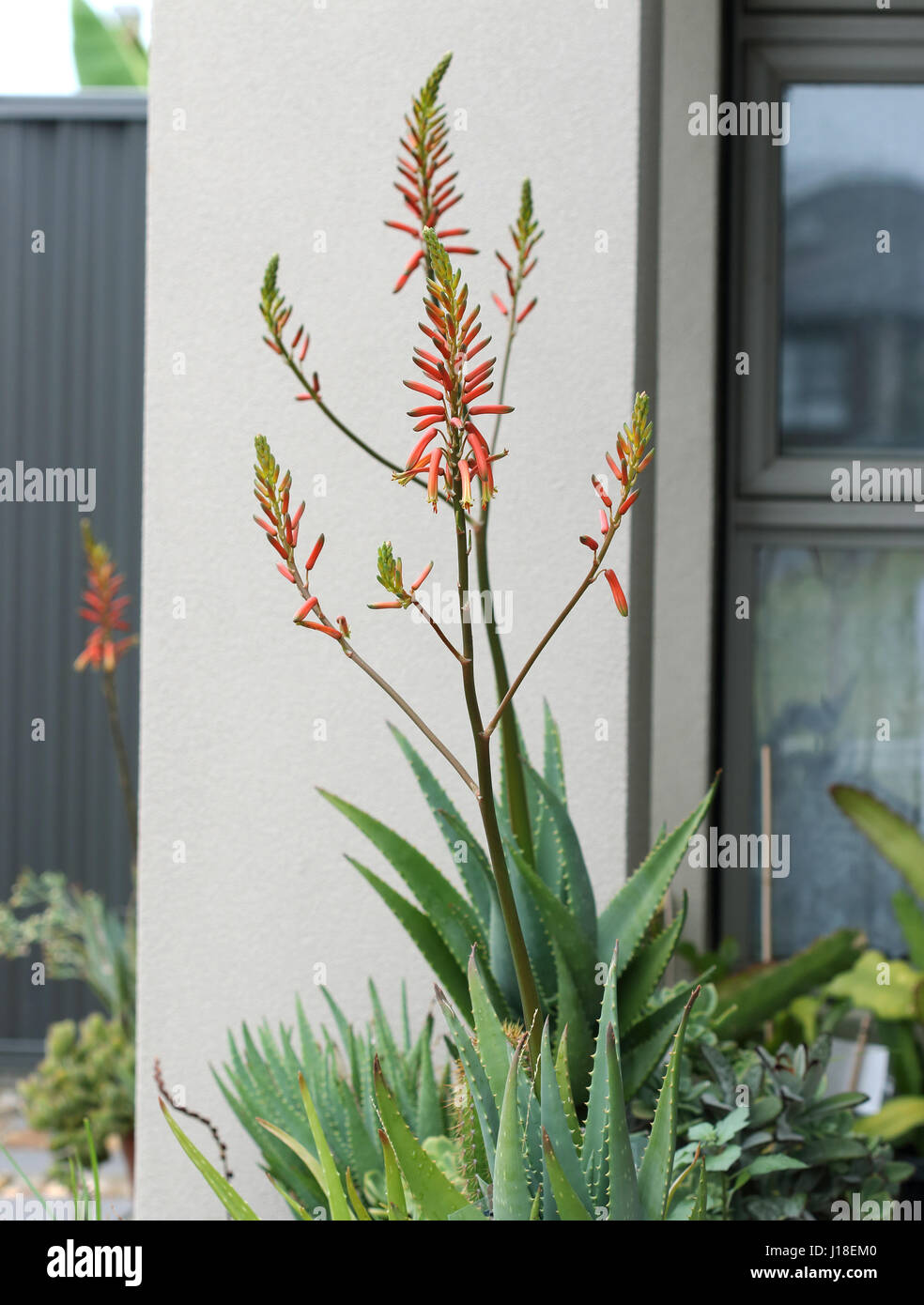 Flowering Mature Aloe Vera Plant Stock Photo