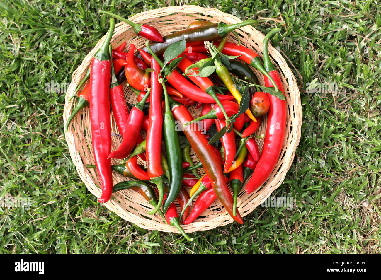 Freshly picked homegrown chilies Stock Photo
