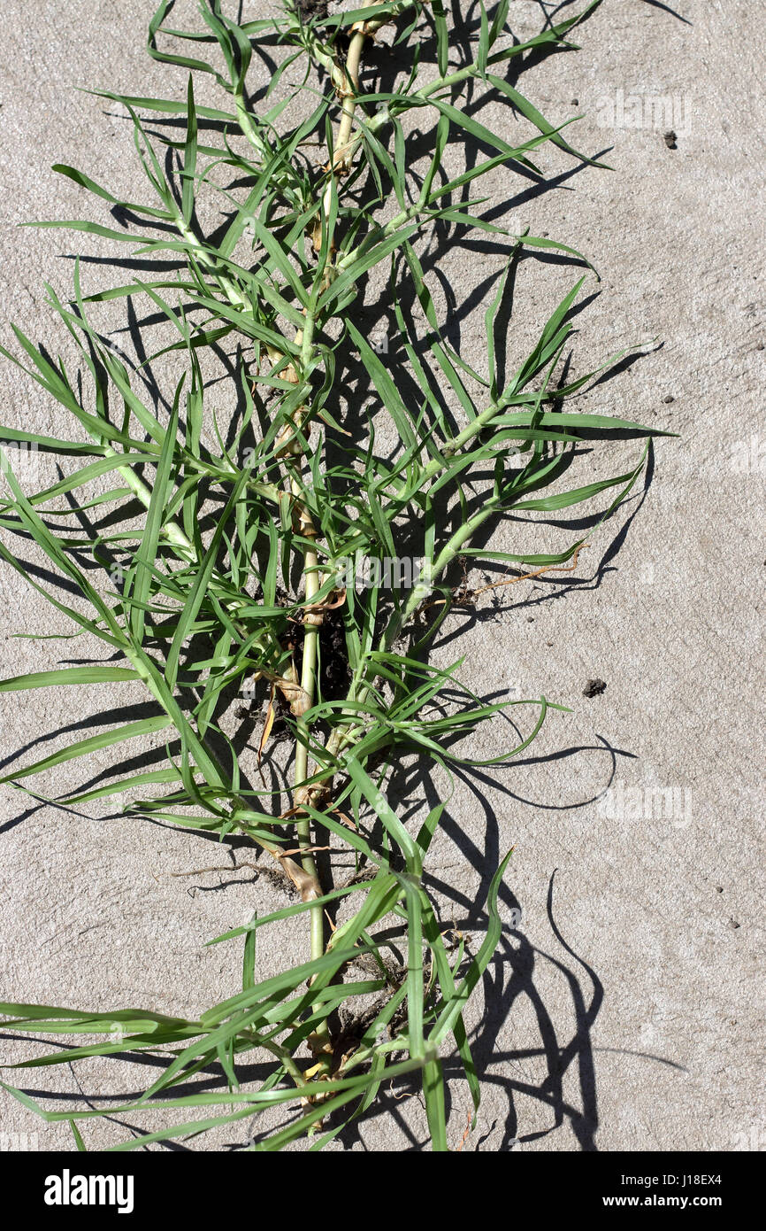 Close up of Cynodon dactylon or known couch grass runners isolated Stock Photo