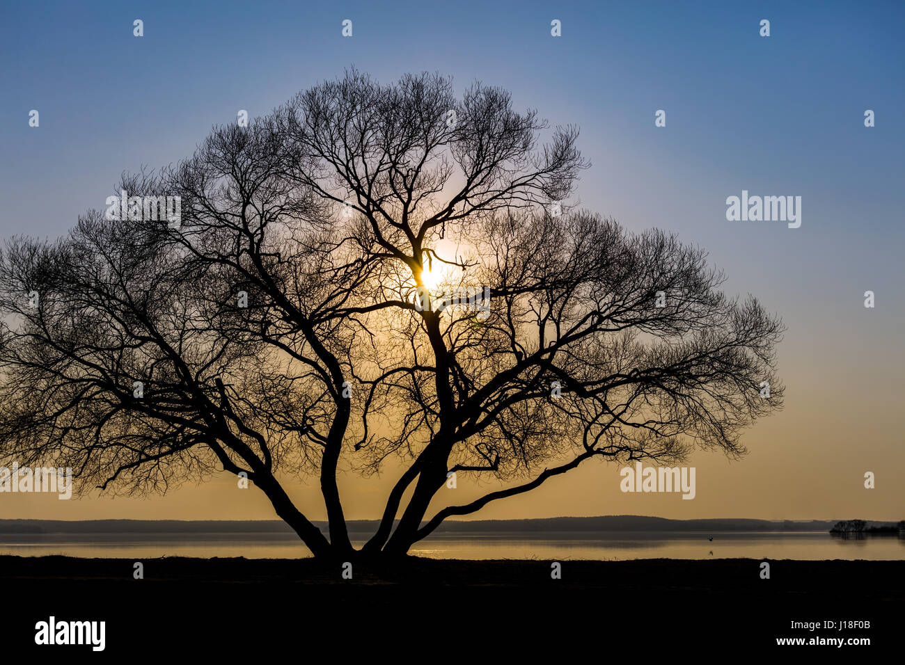 lonely big tree silhouette at lake coast against colorful sunset sky ...
