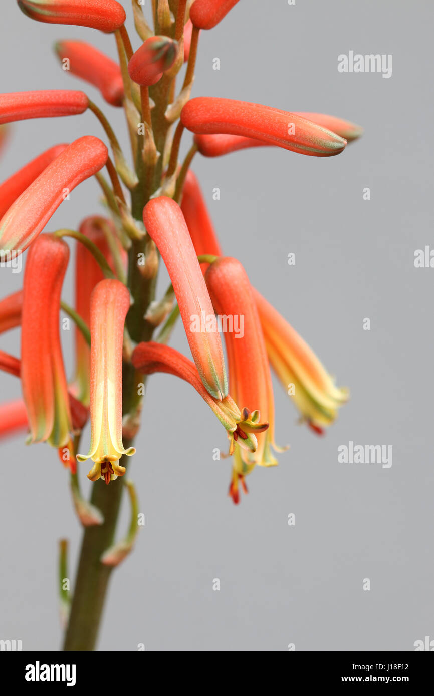 Close-up of an aloe (Aloe aristata), a flowering plant with succulent  leaves adapted for dry (arid) conditions. Photographed in Cyprus Stock  Photo - Alamy