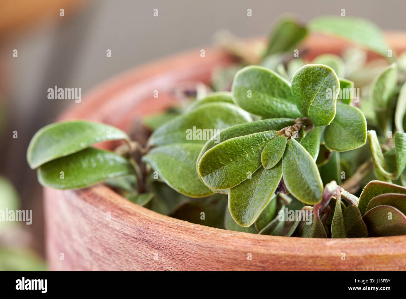 Bearberry leaves (medicinal plant Arctostaphylos uva-ursi) in wooden bowl Stock Photo
