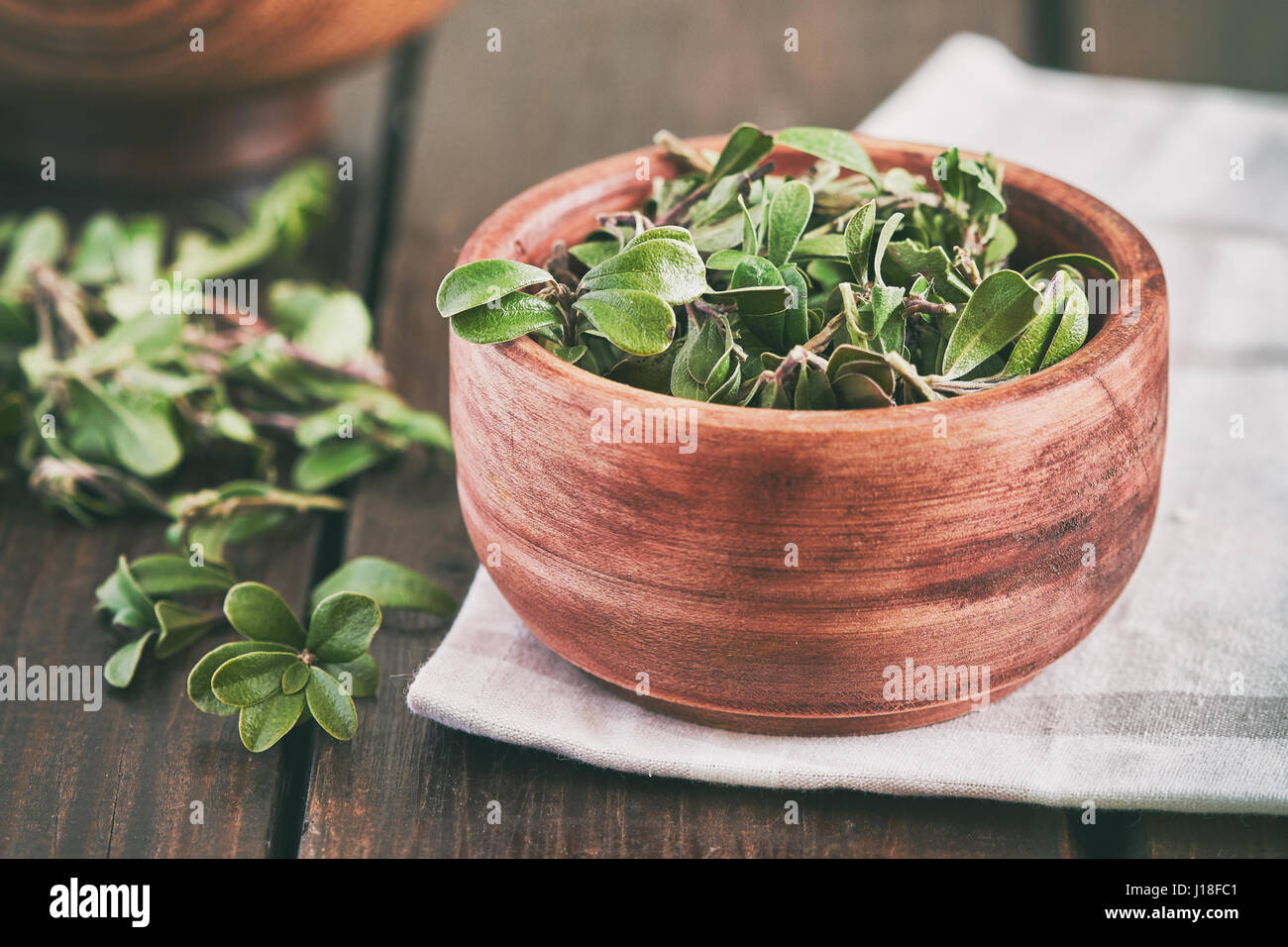 Bearberry leaves (medicinal plant Arctostaphylos uva-ursi) in wooden bowl Stock Photo