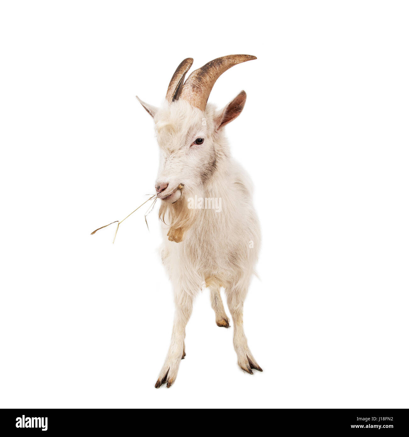 White goat isolated on white background. Stock Photo
