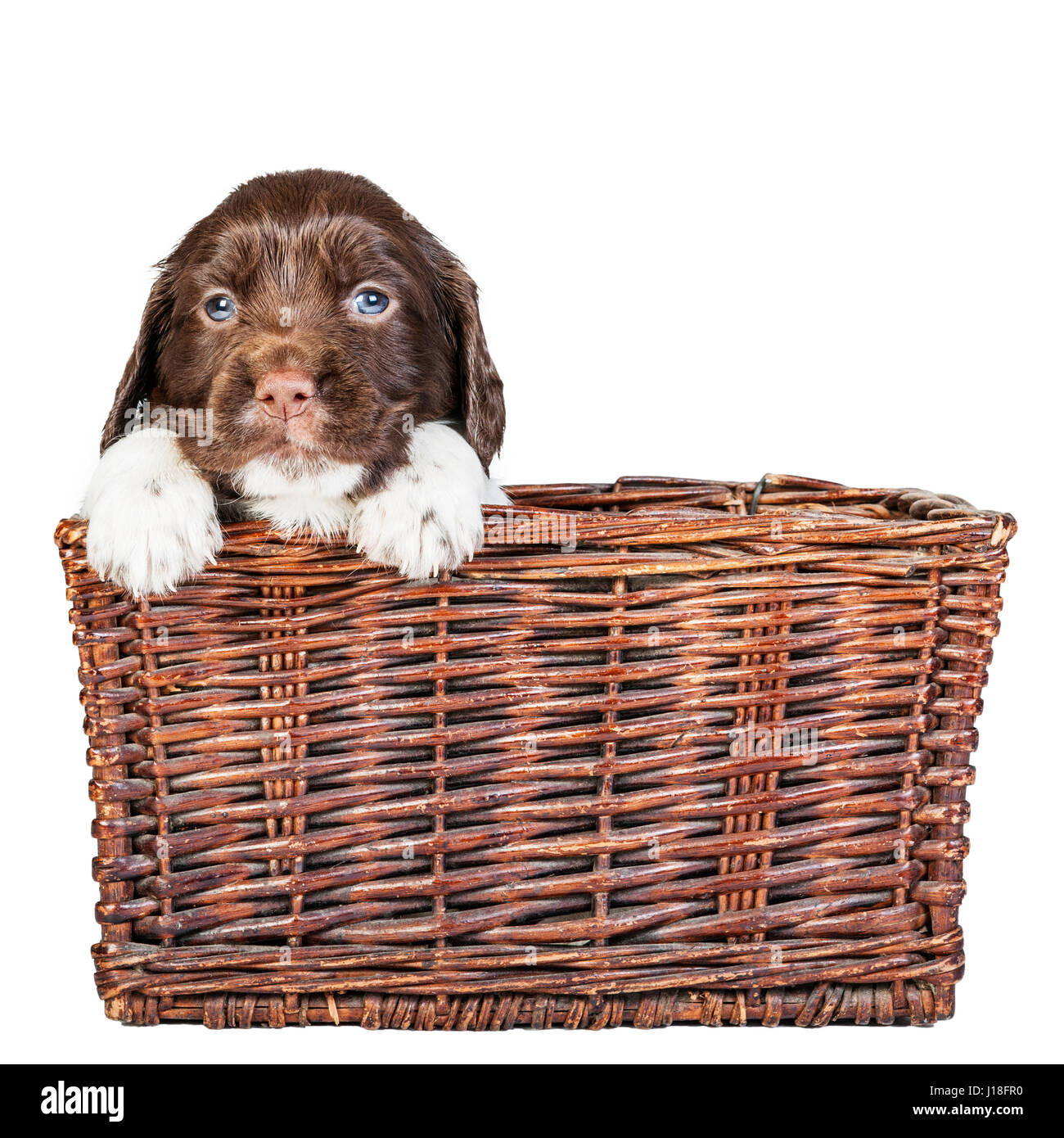 A 4 week old liver and white English Springer Spaniel puppy in a wicker basket Stock Photo