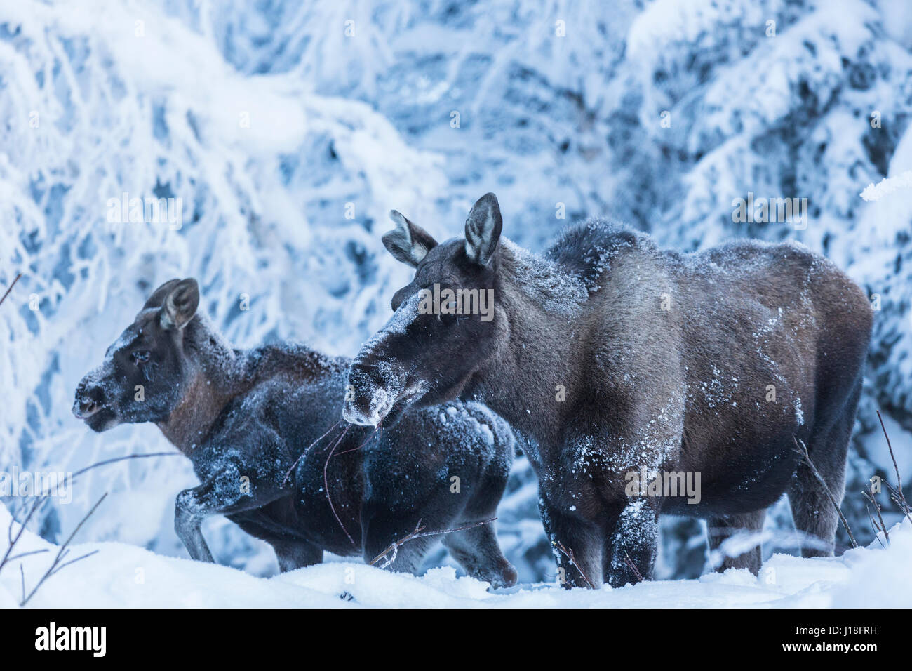 Moose Baby Snow High Resolution Stock Photography And Images Alamy