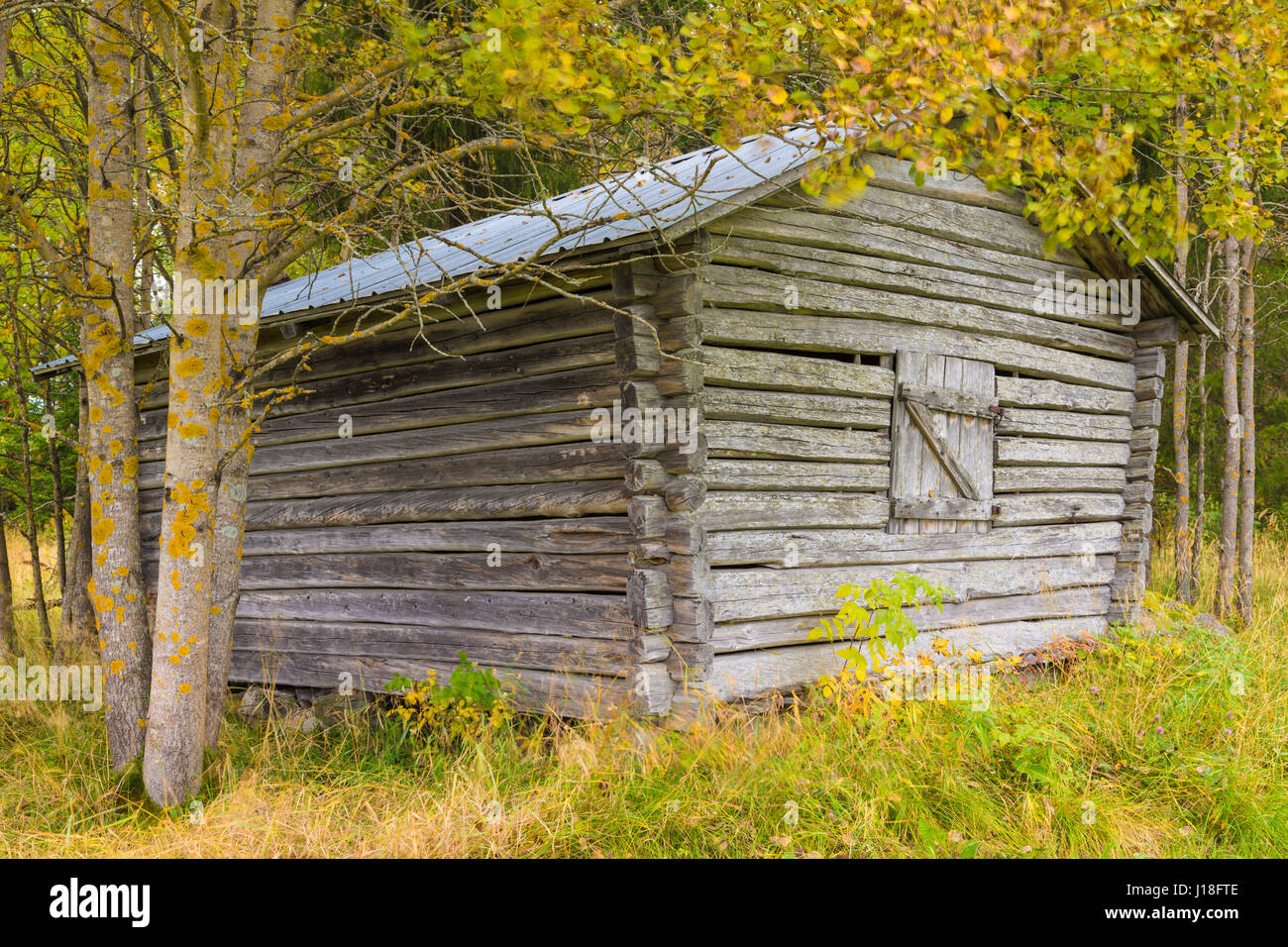 Old Barn And An Aspen Tree In Autumn Season With Autumn Colors