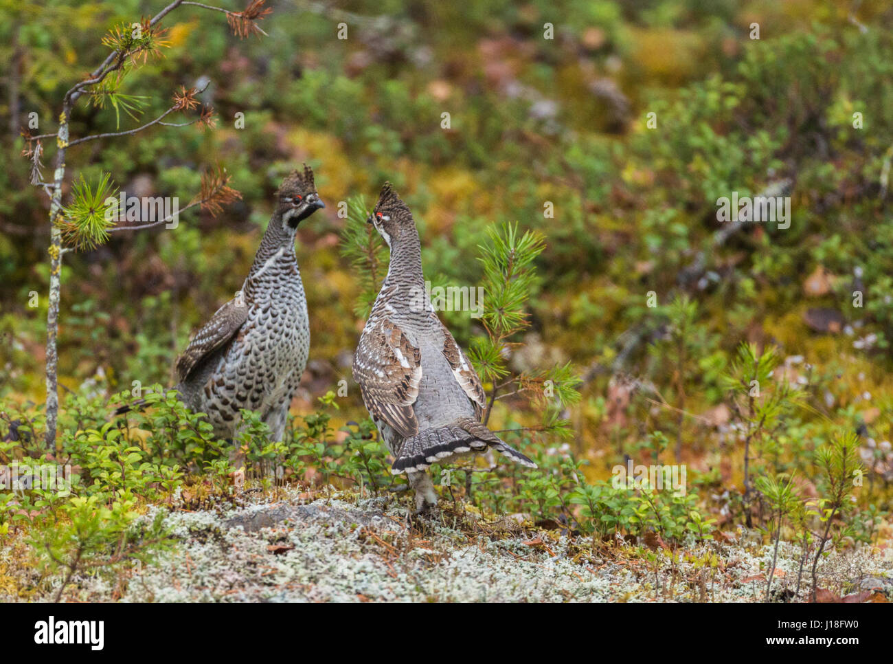 How to cook hazel grouse How to cook hazel grouse
