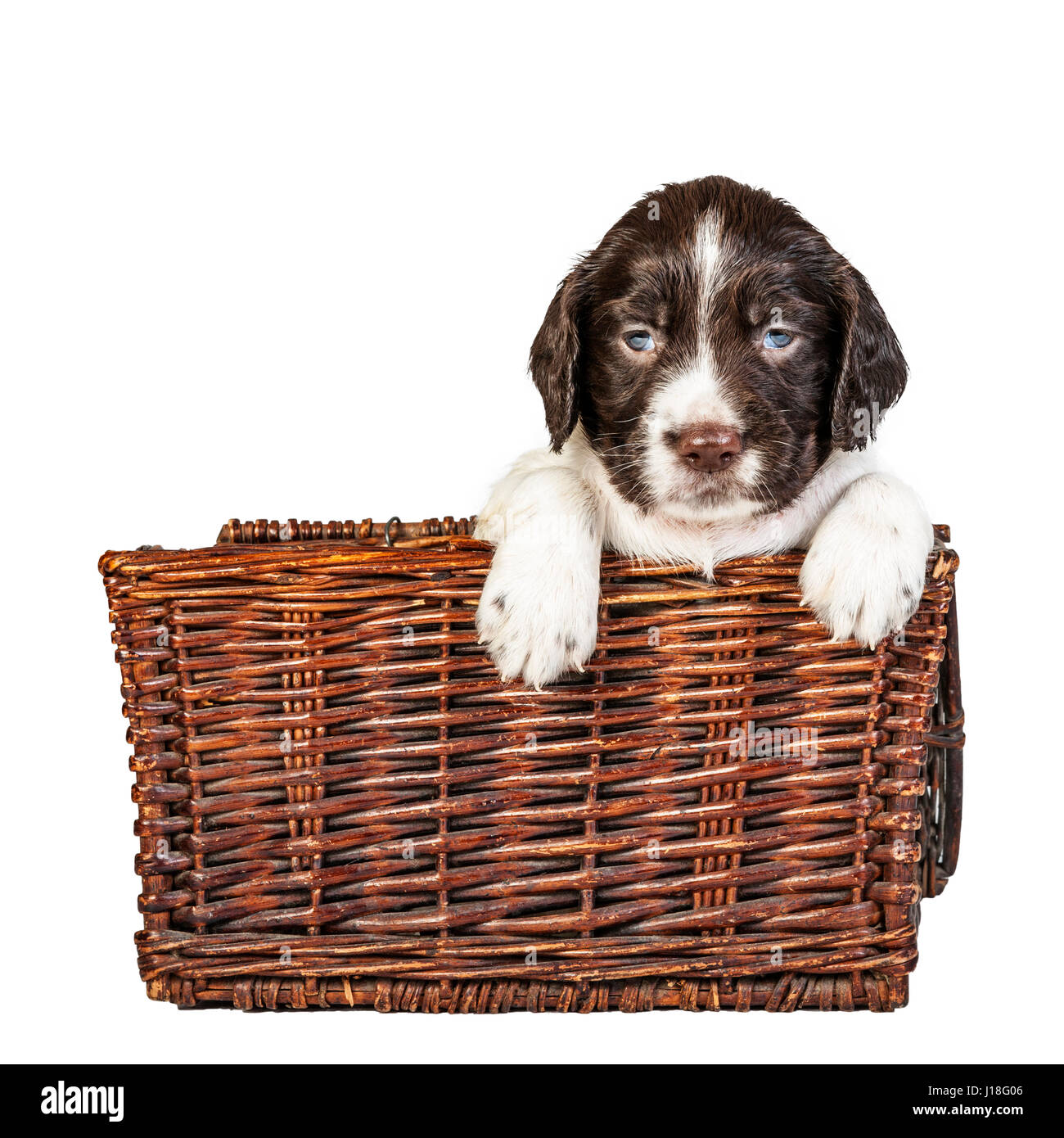 A 4 week old liver and white English Springer Spaniel puppy in a wicker basket Stock Photo