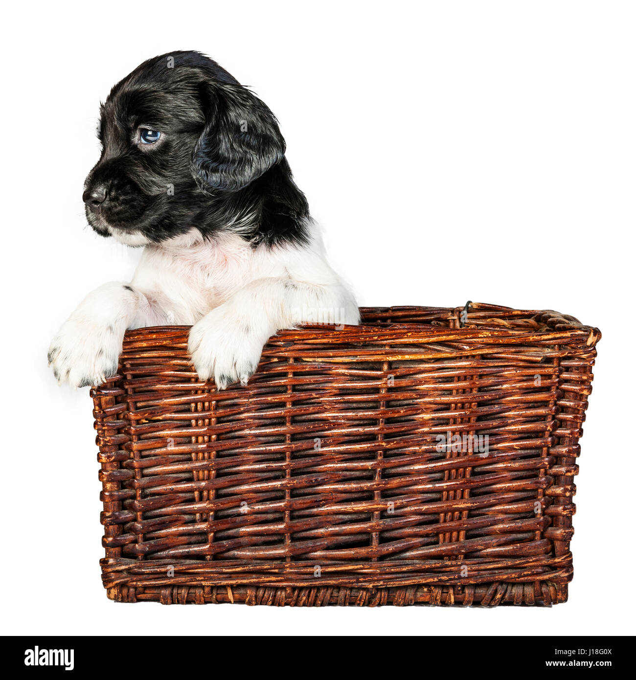 A 4 week old black and white English Springer Spaniel puppy in a wicker basket Stock Photo