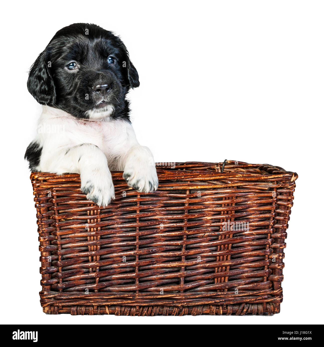 A 4 week old black and white English Springer Spaniel puppy in a wicker basket Stock Photo