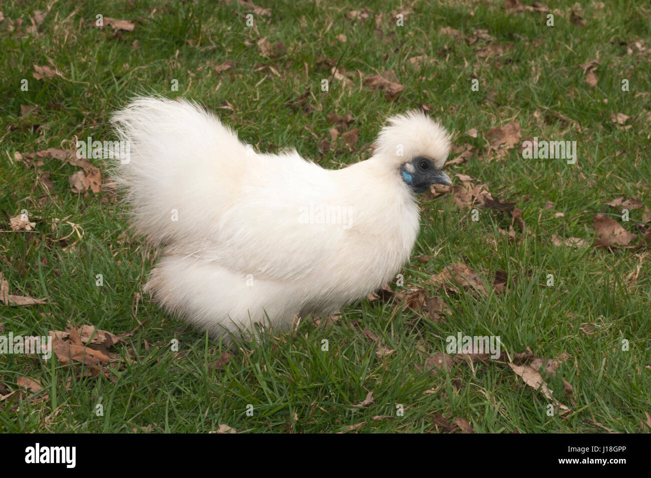 Silkie Bantam hen (Gallus gallus domesticus) on grass in Herefordshire, England, UK Stock Photo