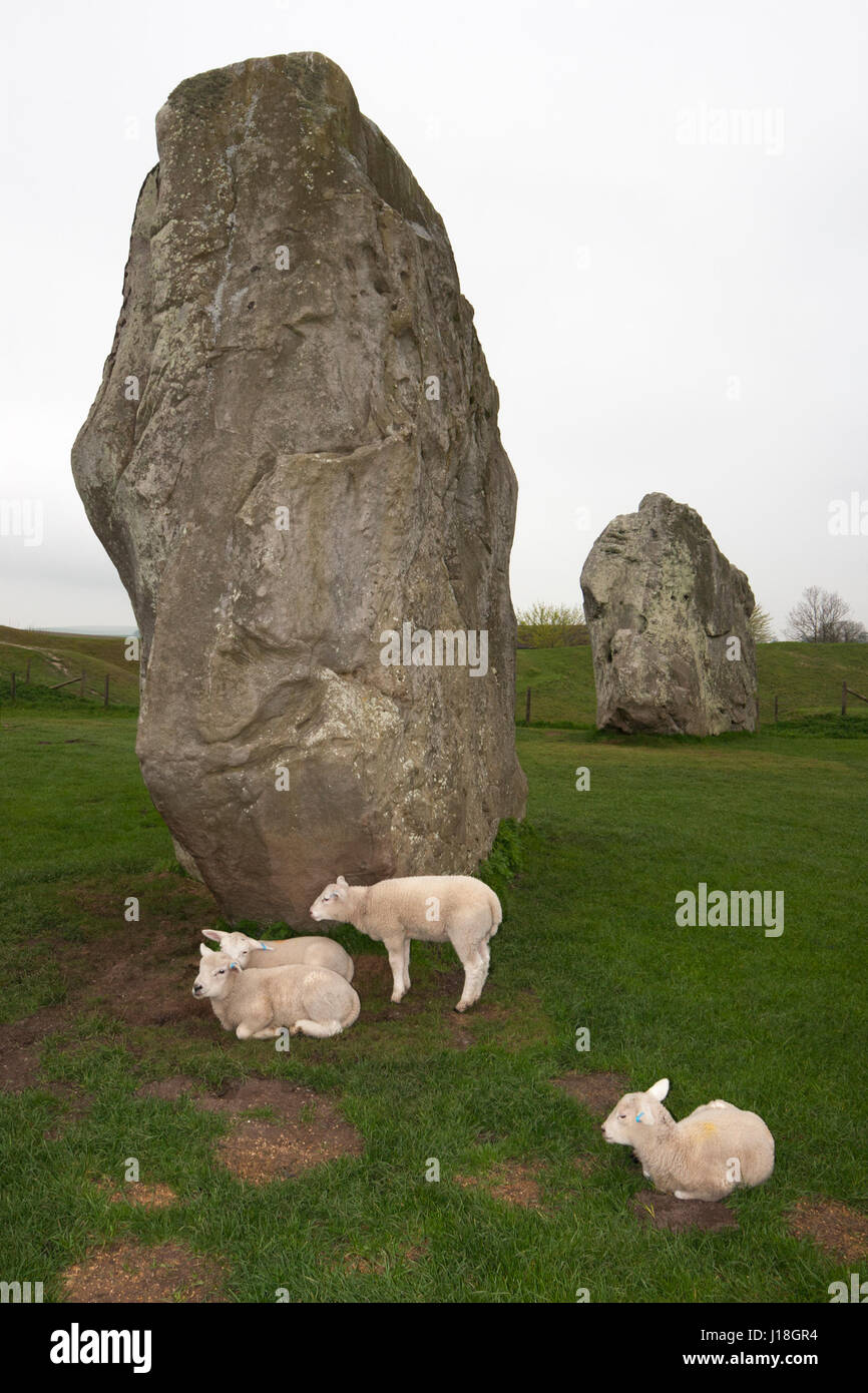 Lambs in Avebury stone circle, Wiltshire, England, UK. Ovis aries Stock Photo