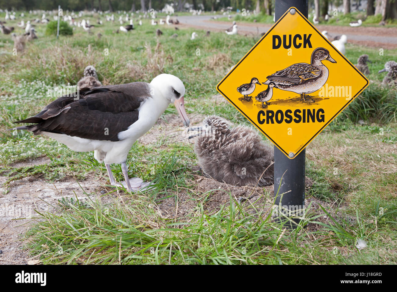 Laysan Albatross chick (Phoebastria immutabilis) on nest beside Duck Crossing sign. Stock Photo