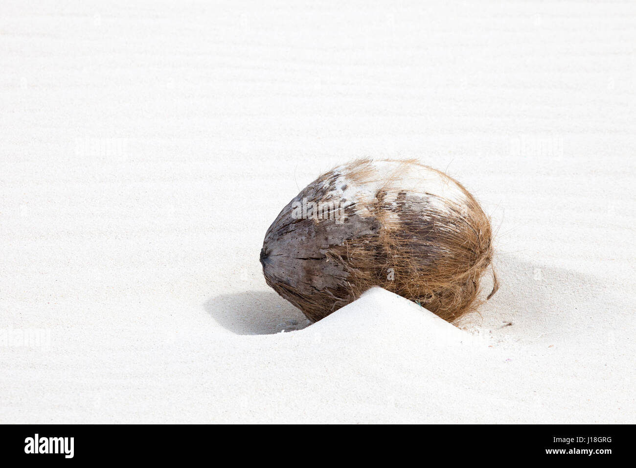 Coconut seed washed ashore on the beach of a North Pacific island Stock Photo