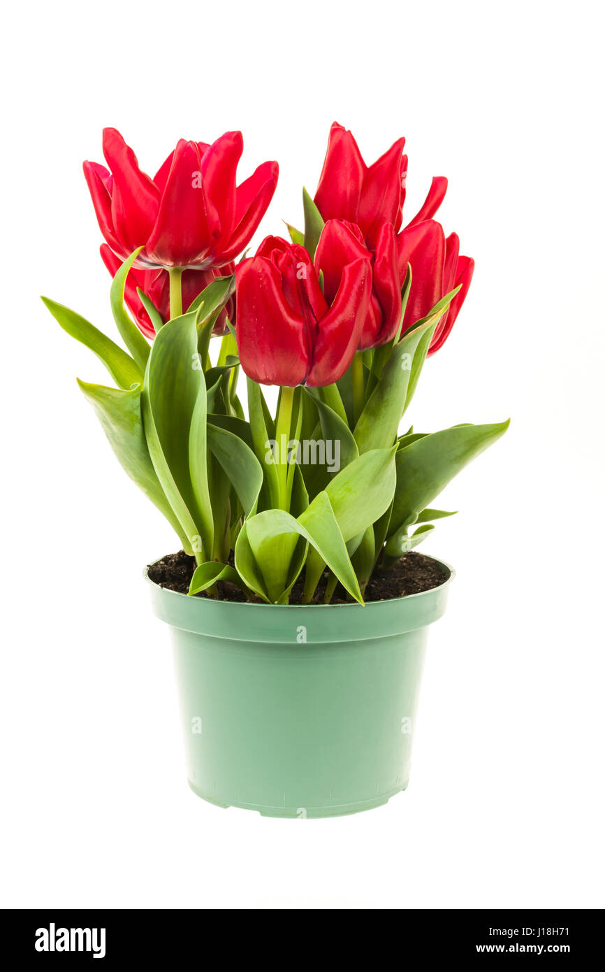 Potted blooming red tulips growing in a pot isolated on white background Stock Photo