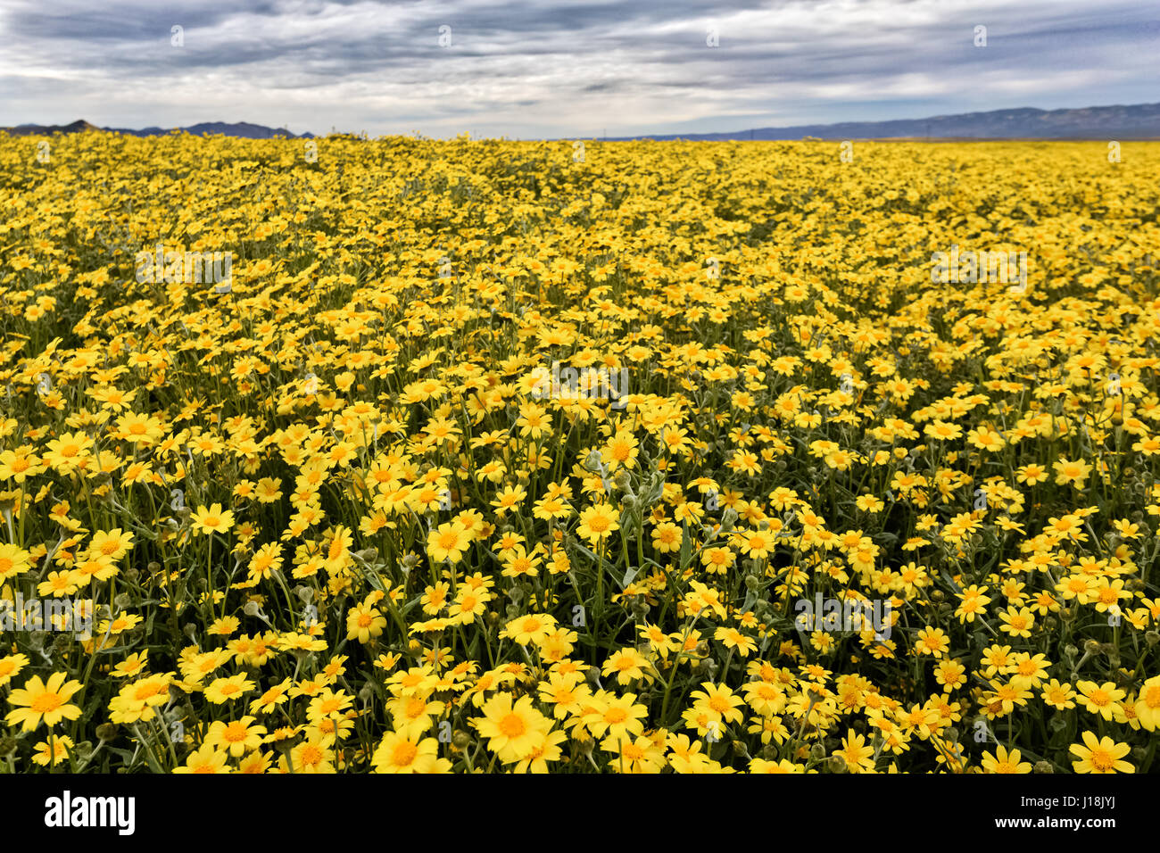 super bloom at Carizzo Plain national monument Stock Photo