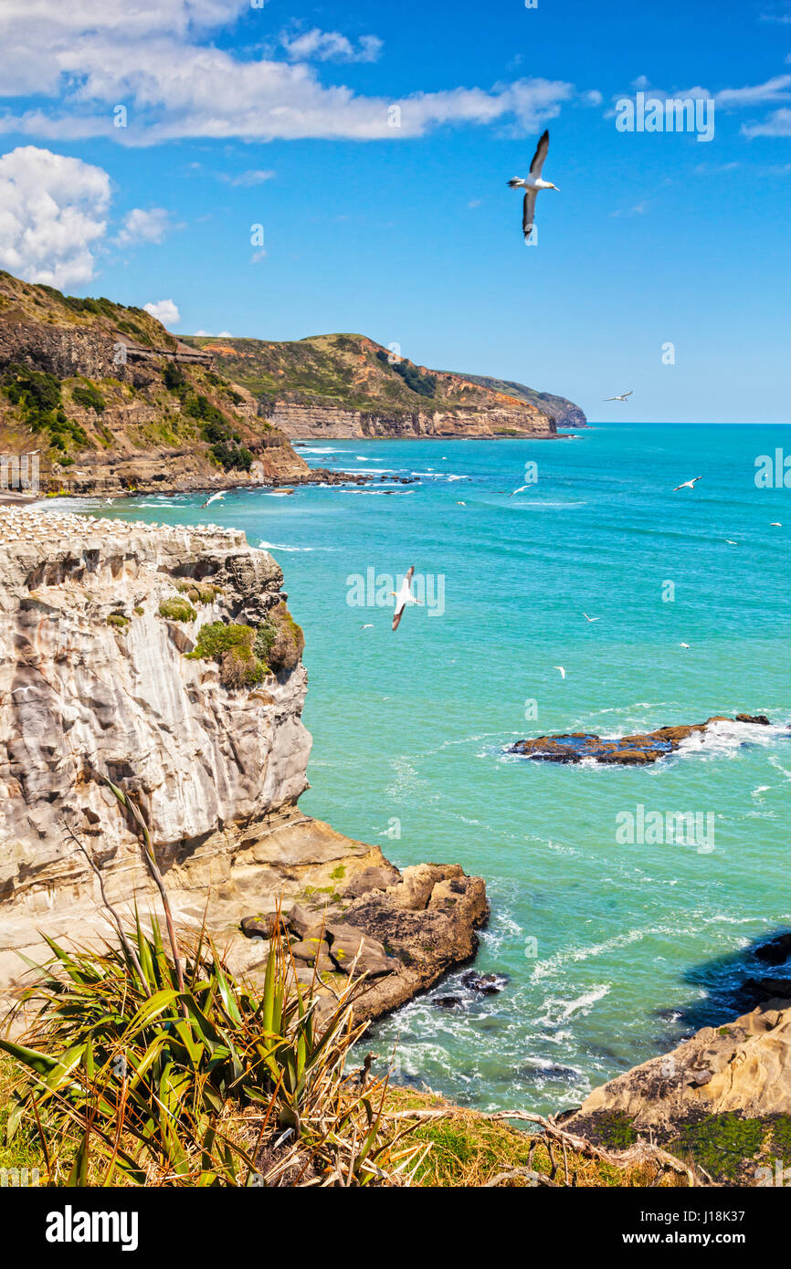 Muriwai Gannet Colony, Auckland, New Zealand. Focus on foreground. Stock Photo