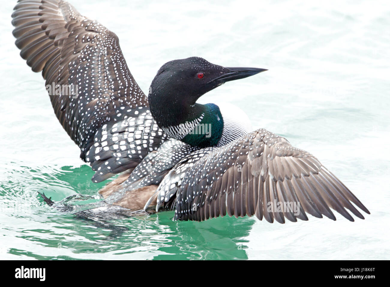 Common Loon in Breeding Plumage Flapping Stock Photo Alamy