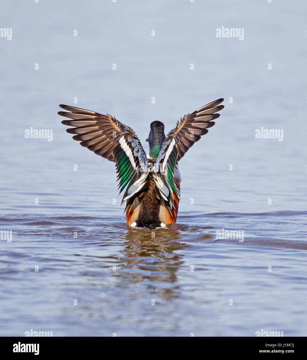 Northern shoveler male feather pattern hires stock photography and