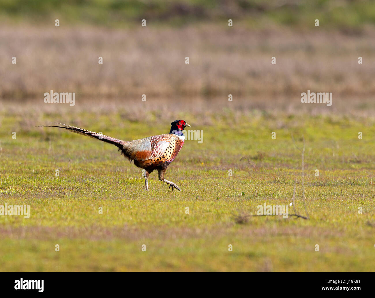 Ring necked Pheasant Male Stock Photo