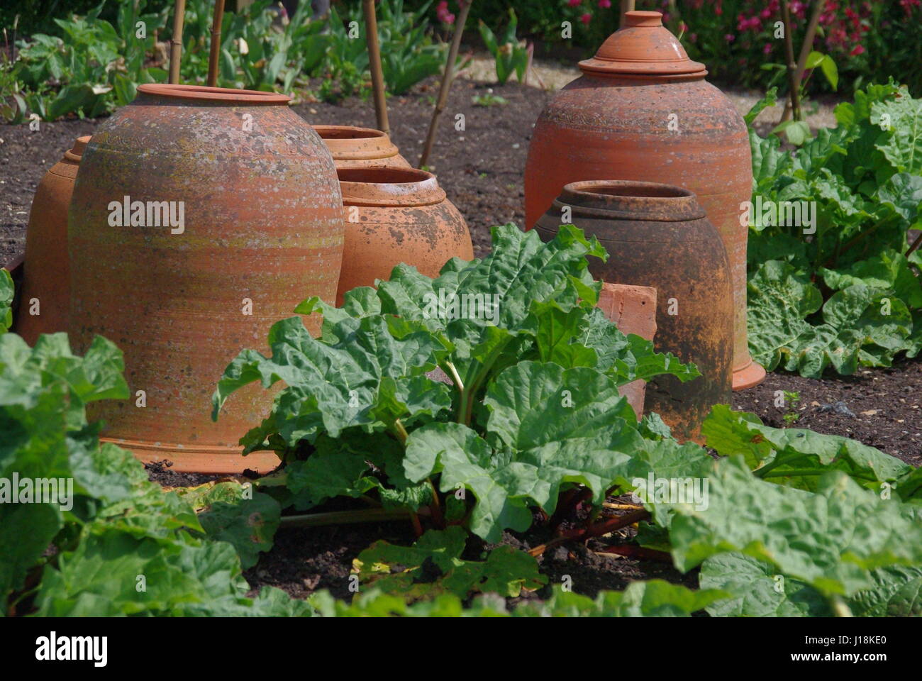 Rhubarb Forcing Pots in a Kitchen Garden Stock Photo Alamy