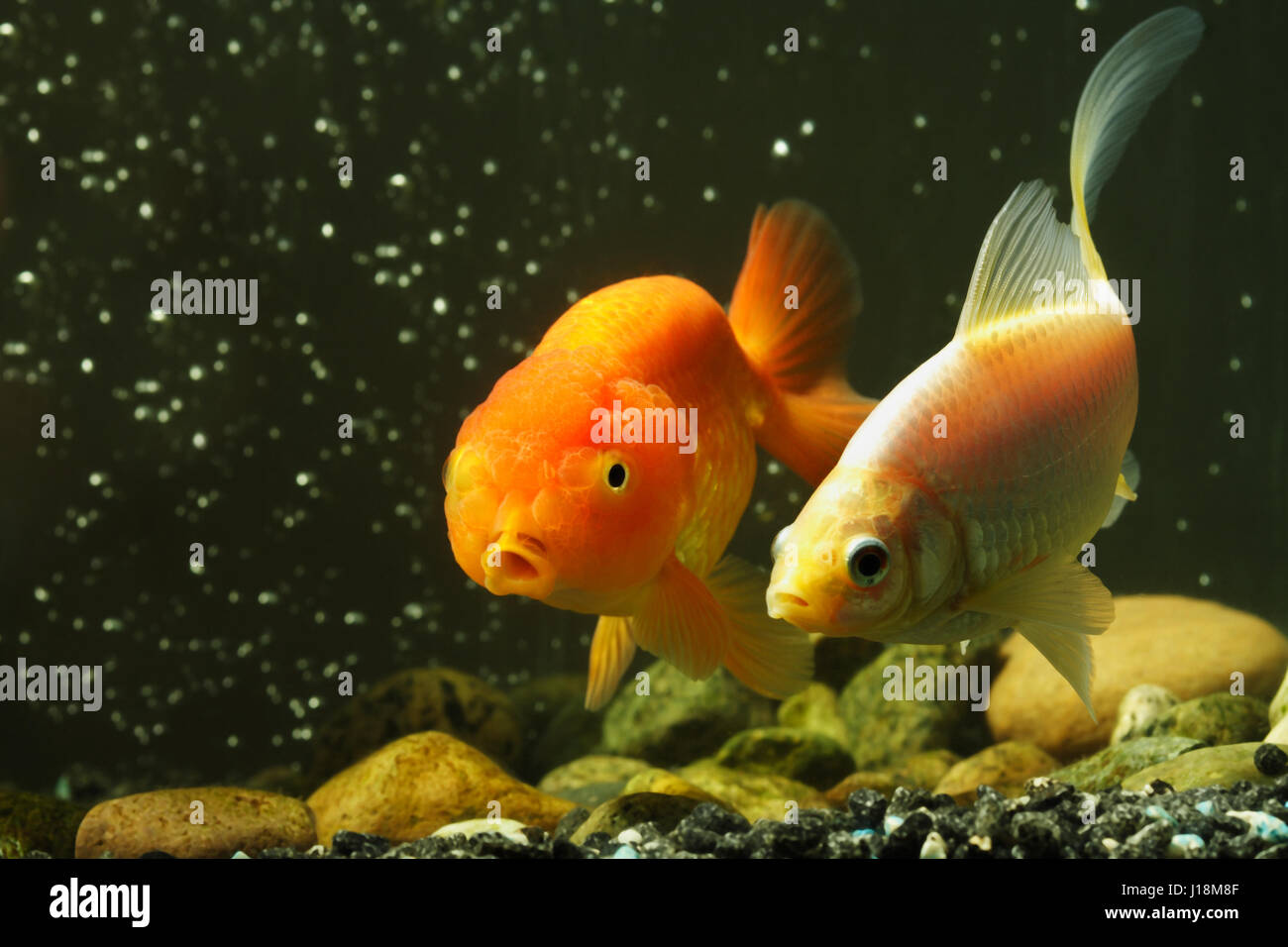 Fancy goldfish hires stock photography and images Alamy