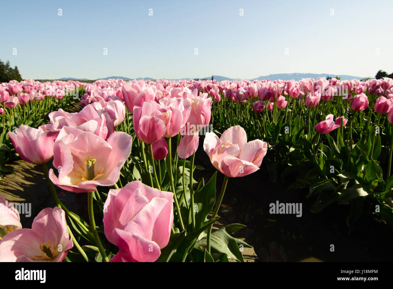 A field of blooming pink tulips (low angle shot Stock Photo - Alamy