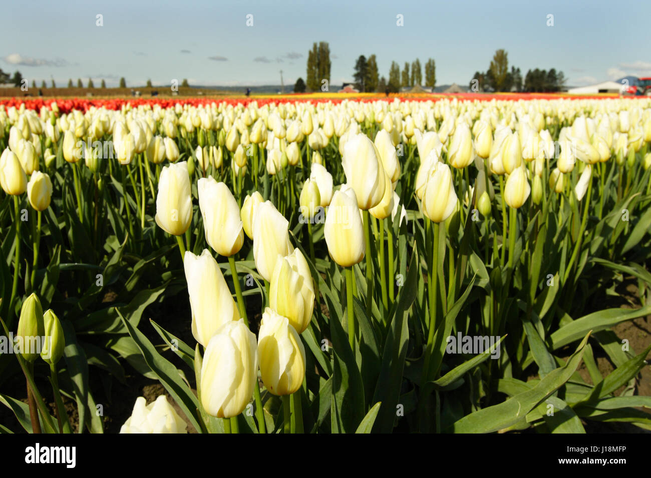 A field of bright and beautiful yellow tulips Stock Photo - Alamy