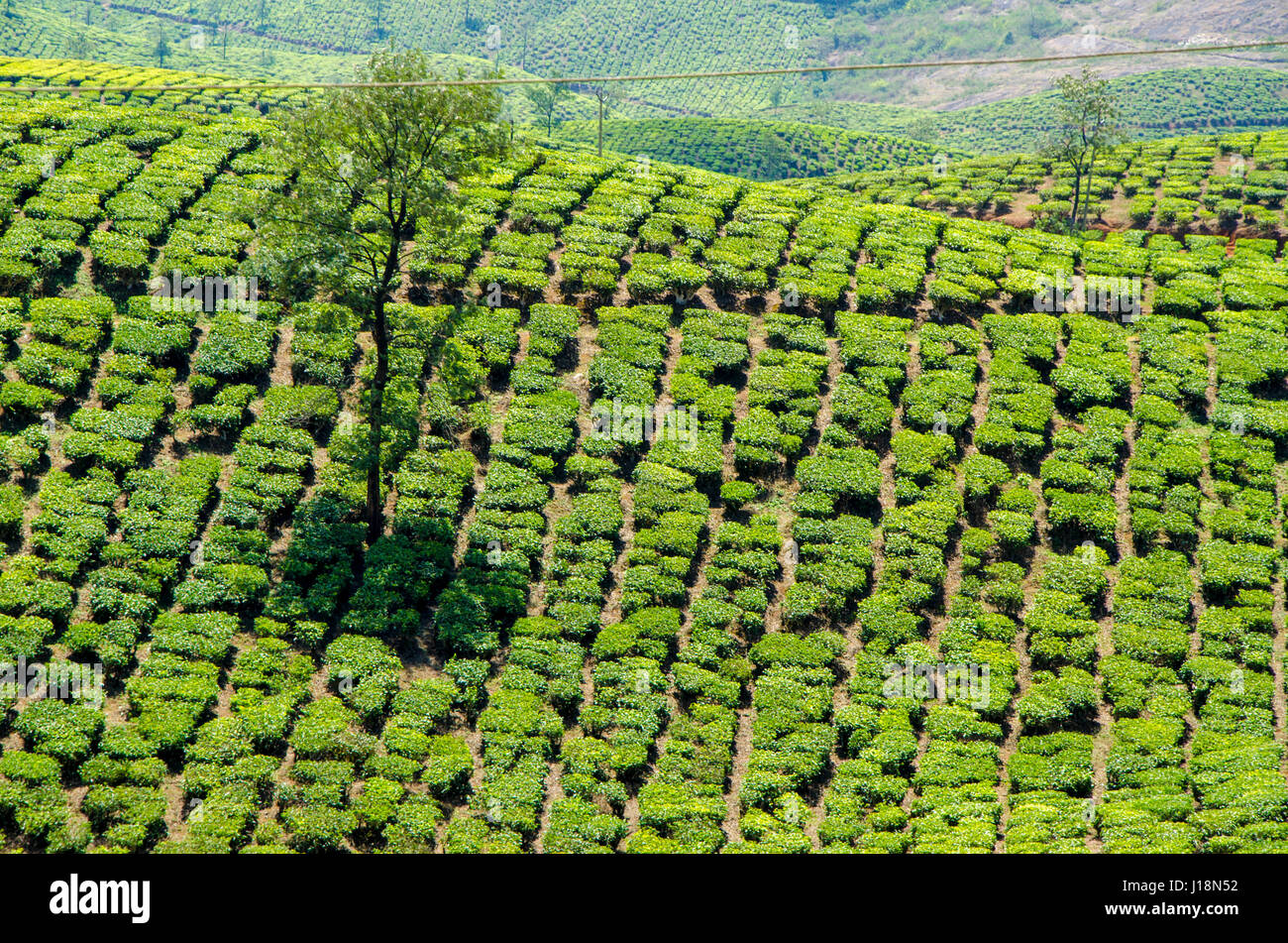 Tea plantation on hill, vagamon, kerala, india, asia Stock Photo Alamy