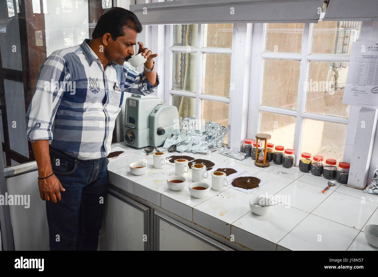 Tea taster classifieds, vagamon, kerala, india, asia Stock Photo Alamy