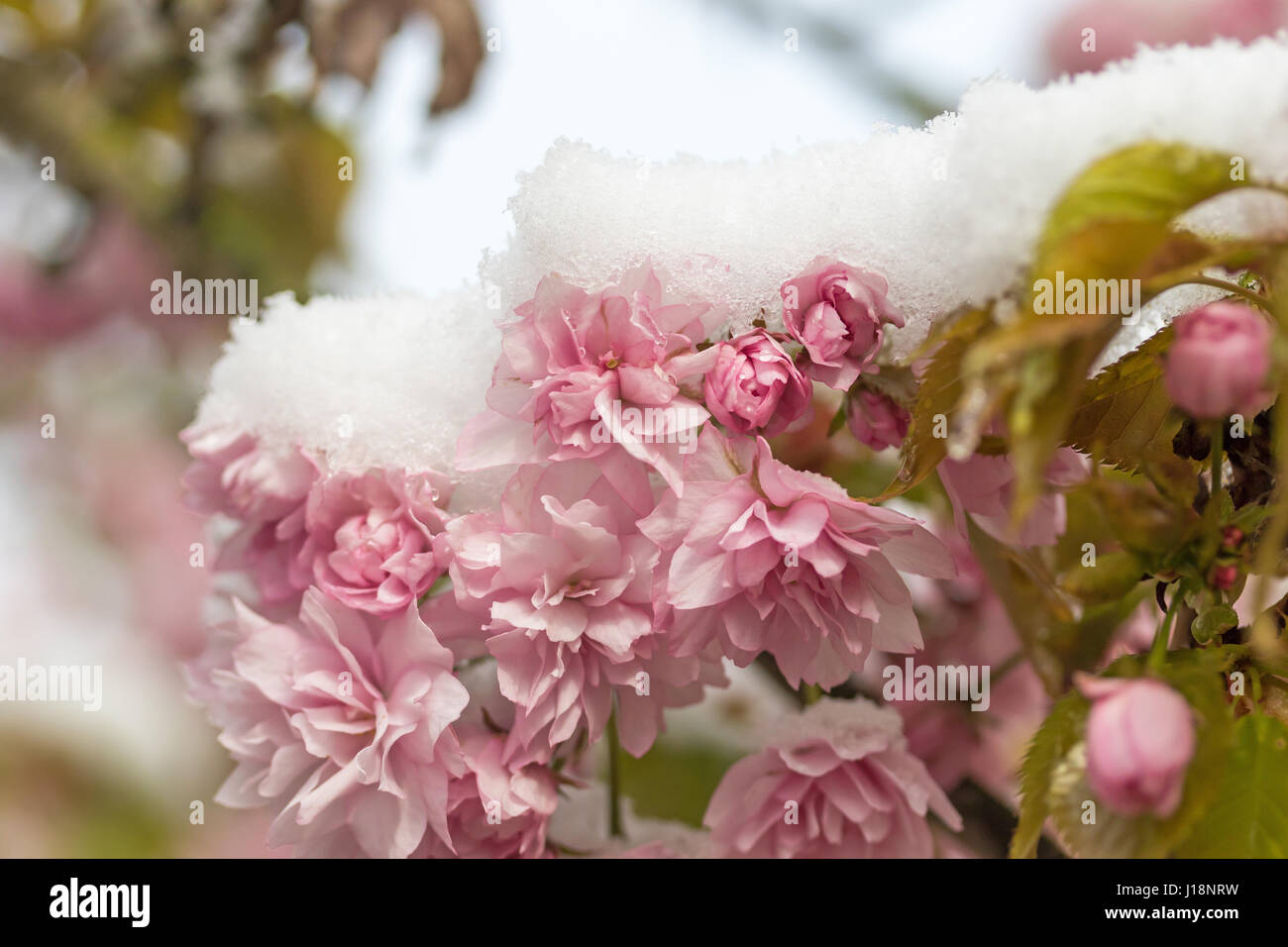 Closeup view of snowy pink flowers of sakura tree Stock Photo