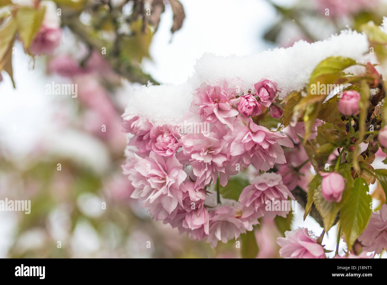 Snow on pink flowers of sakura tree Stock Photo