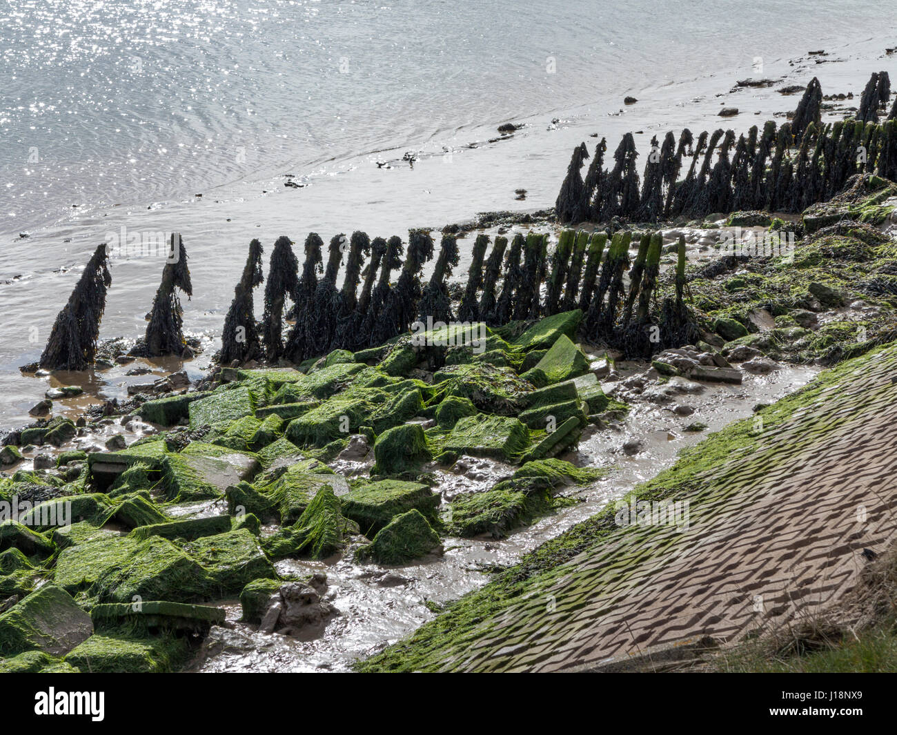 Exposed groynes at low tide on the bank of the river Alde between Orford and Aldeburgh, Suffolk with some modern defenses Stock Photo