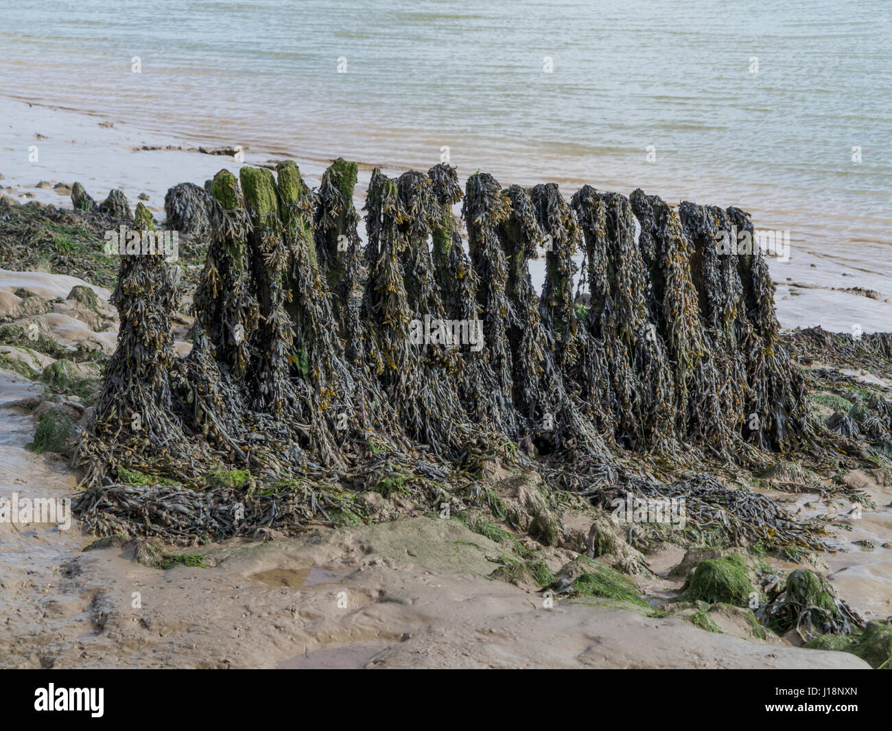 Exposed groynes at low tide on the bank of the river Alde between Orford and Aldeburgh, Suffolk Stock Photo