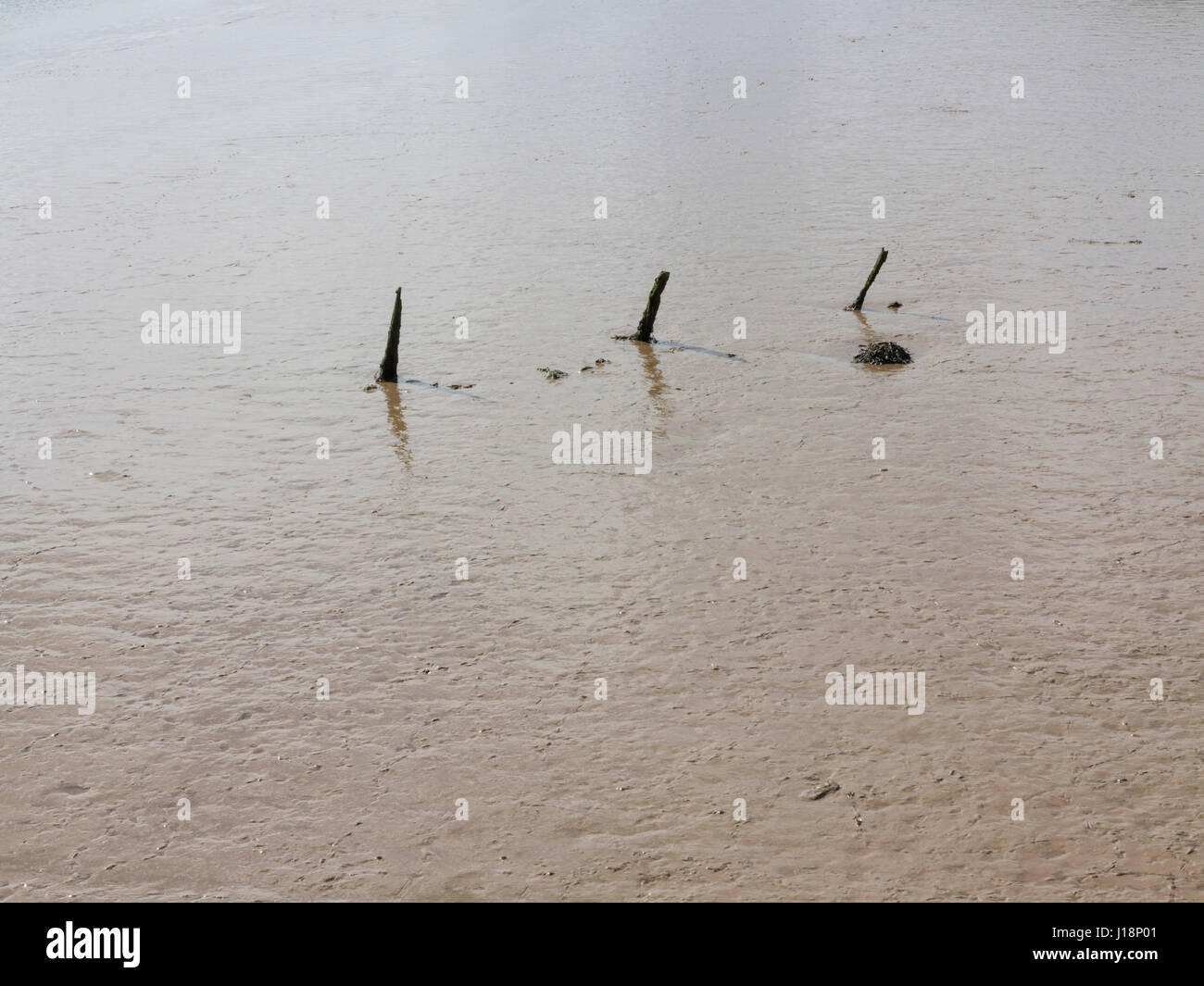 Three short thin eroded wooden posts partly sunken in the silt of a river estuary Stock Photo