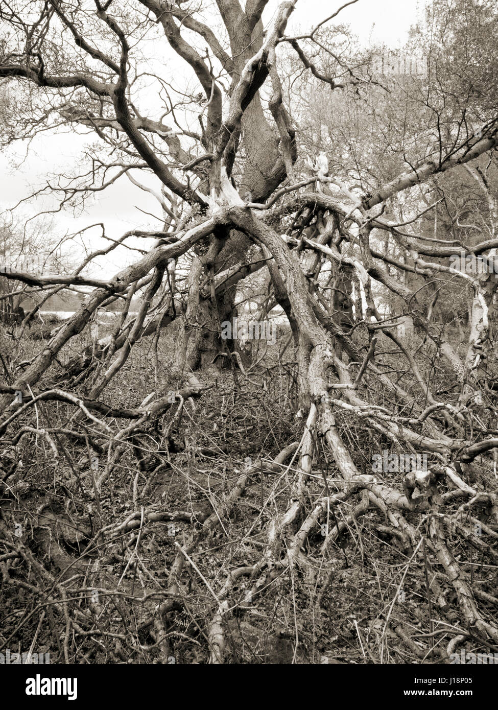 Dead tree with collapsed branches in ancient woodland Stock Photo