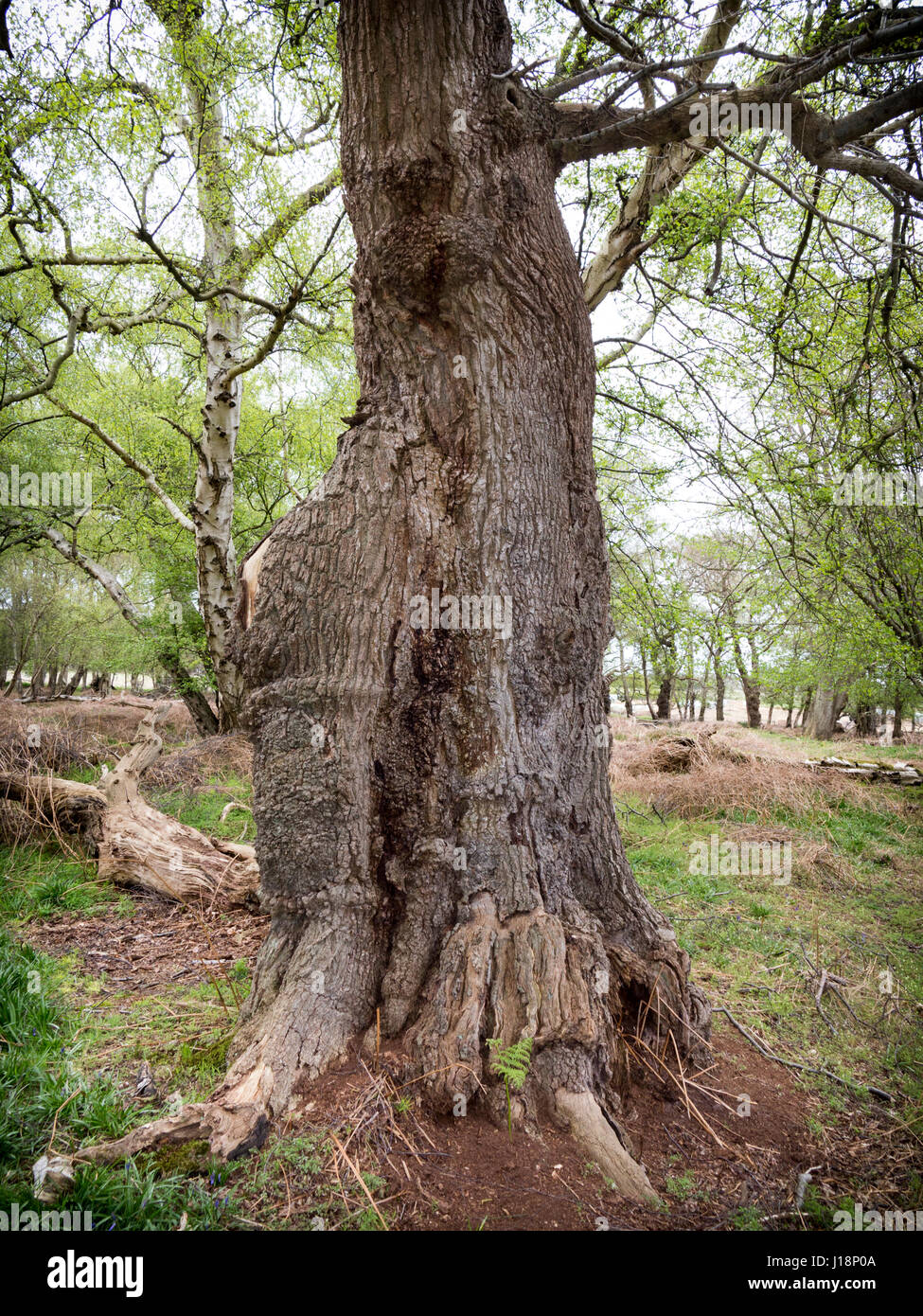 Plant growth and decay hires stock photography and images Alamy