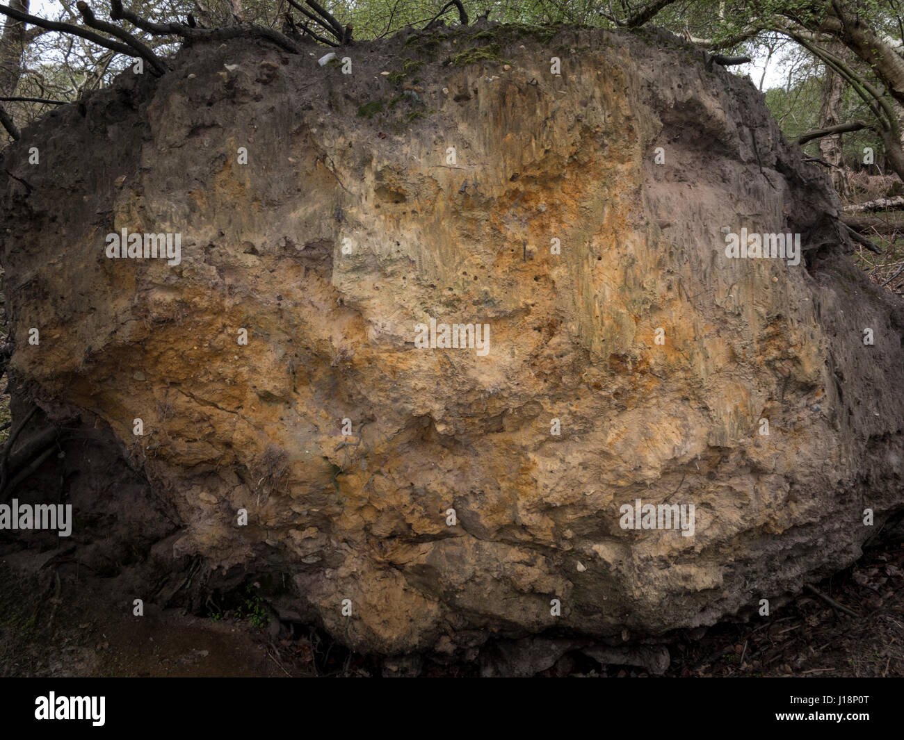 The base of an uprooted tree with soil clinging heavily to it Stock Photo