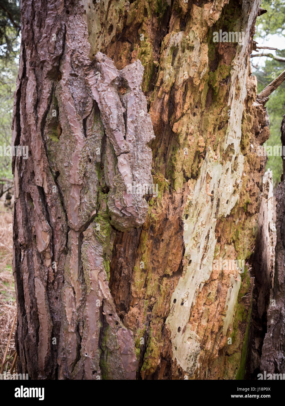 Detail of decaying tree bark with infestations and rot Stock Photo