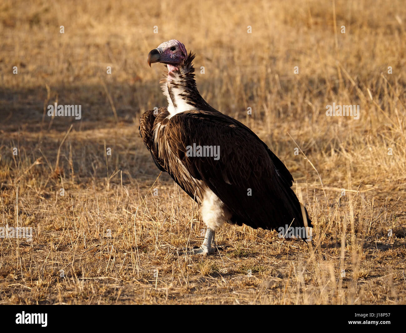 Parched earth equator hires stock photography and images Alamy